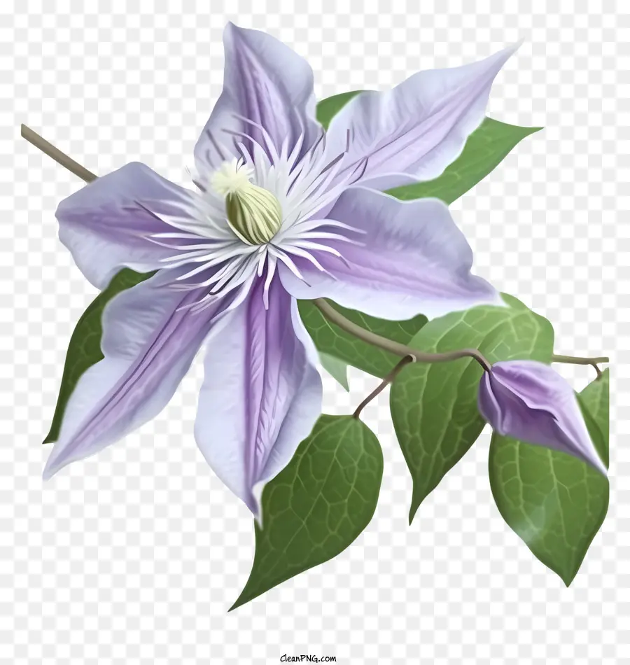 Dibujos Animados Elegante Clematis Flor，Clematis PNG