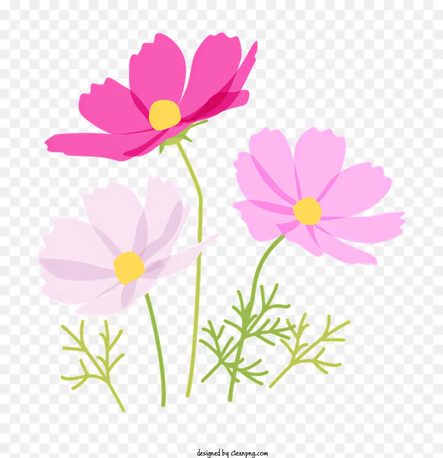 Cosmos Flor，Flores De Color Rosa PNG