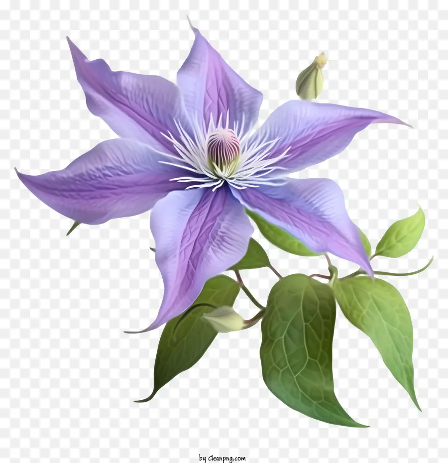 Dibujos Animados Elegante Clematis Flor，Flor De Clematella PNG