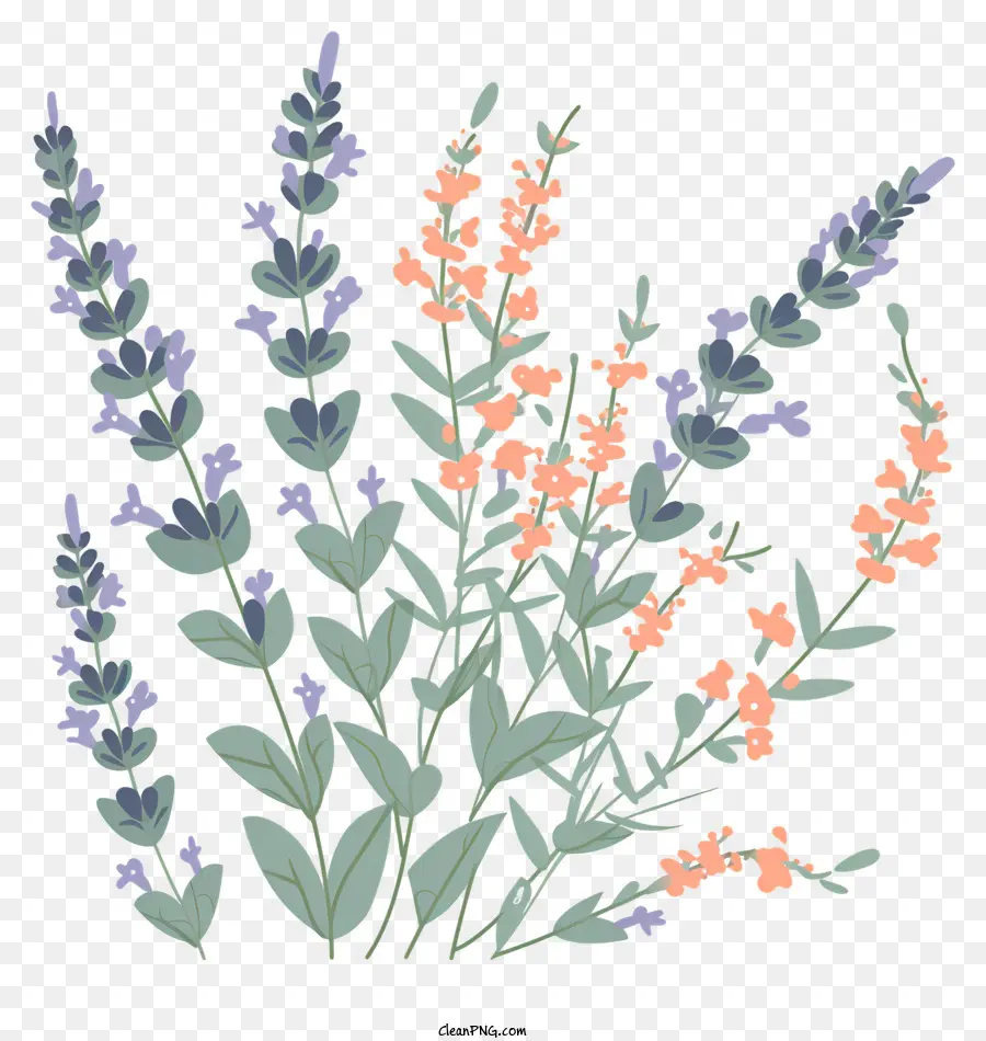 Lavanda，Las Flores De Lavanda PNG