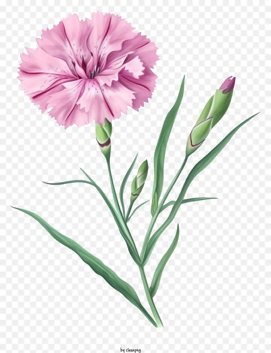 Flor Elegante De Dianthus Dibujada A Mano，Clavel Rosa PNG