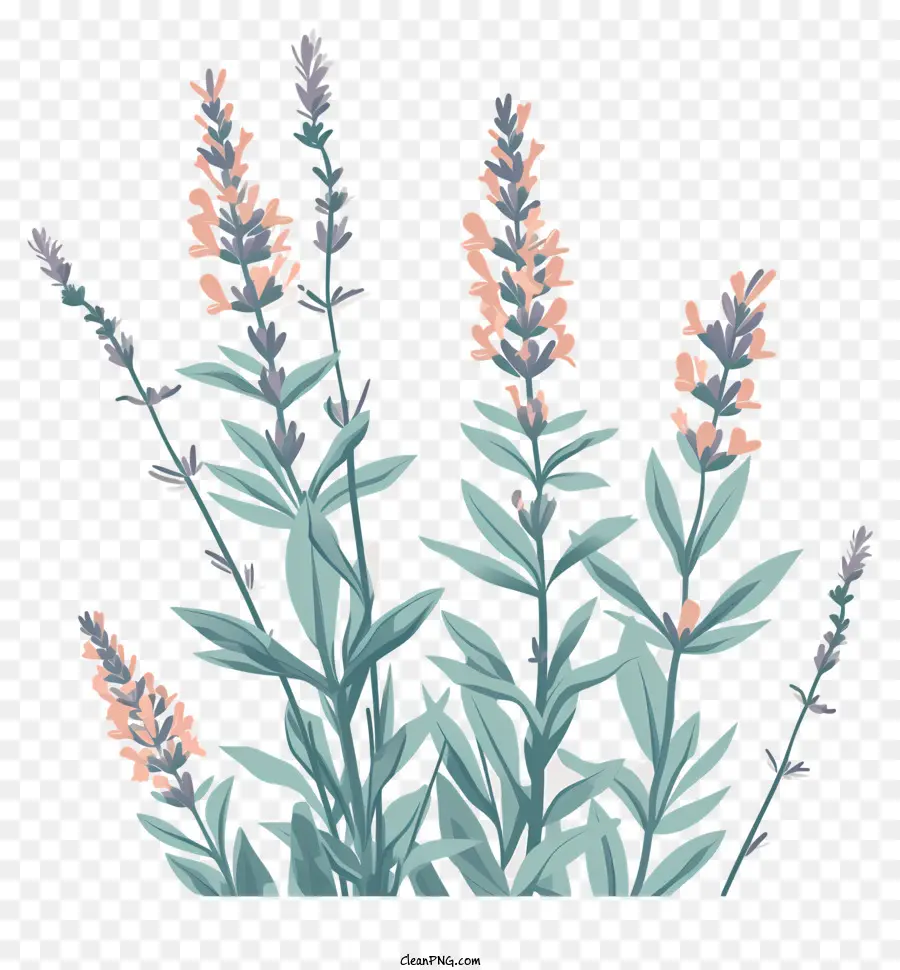 Lavanda，Las Flores De Lavanda PNG