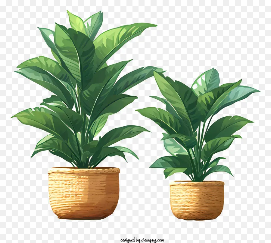 Planta，Planta Grande PNG