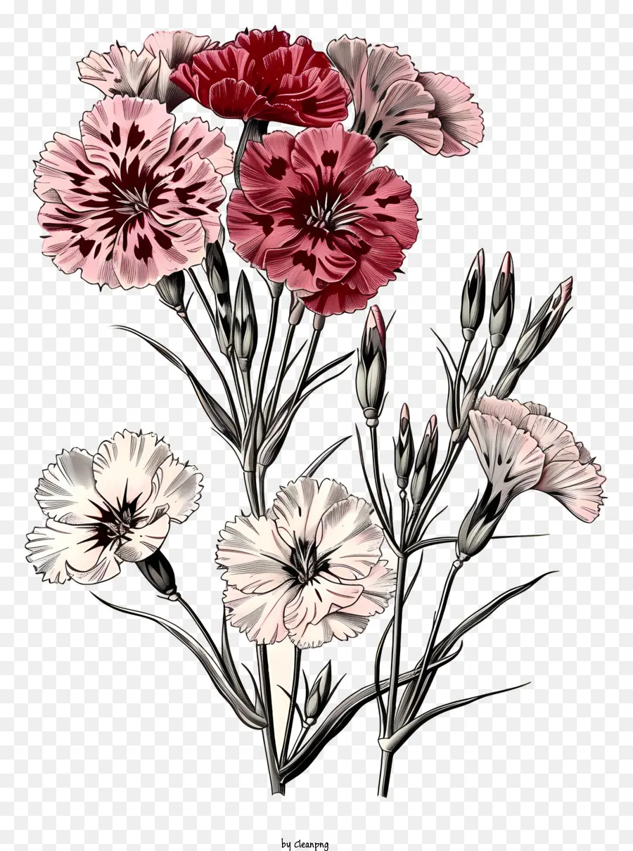 Flor Elegante De Dianthus Dibujada A Mano，Flores Blancas Y Rosas PNG