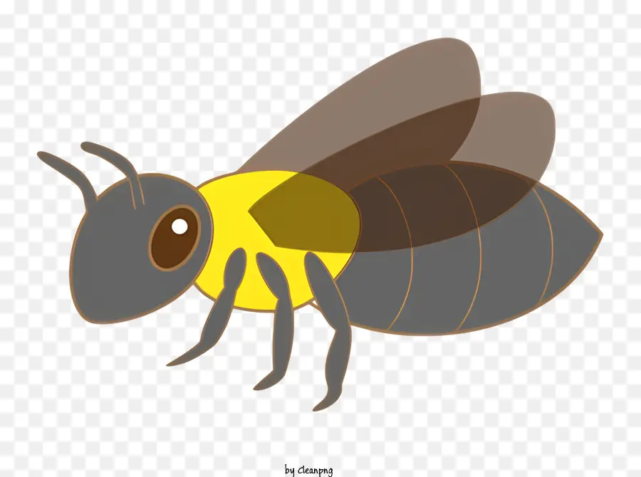 Abeja，Tórax PNG