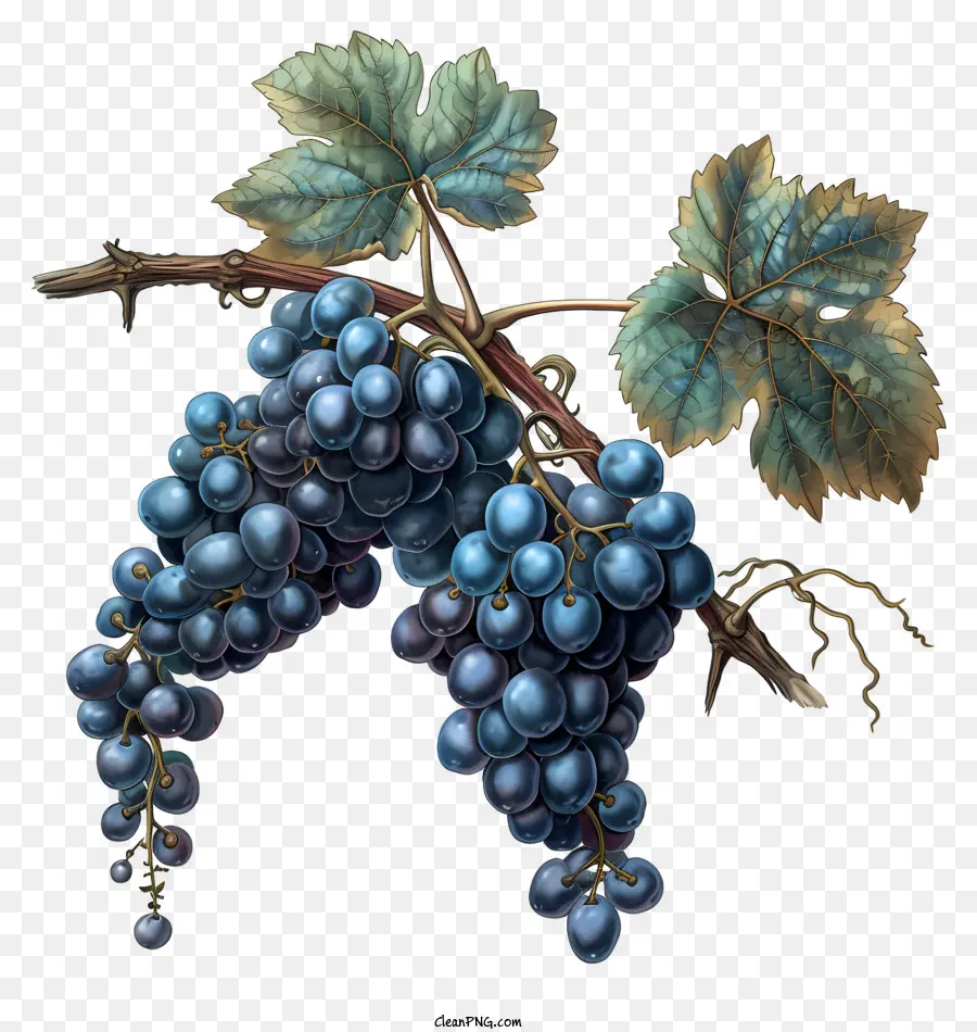 Las Uvas，Vintage Ilustración PNG