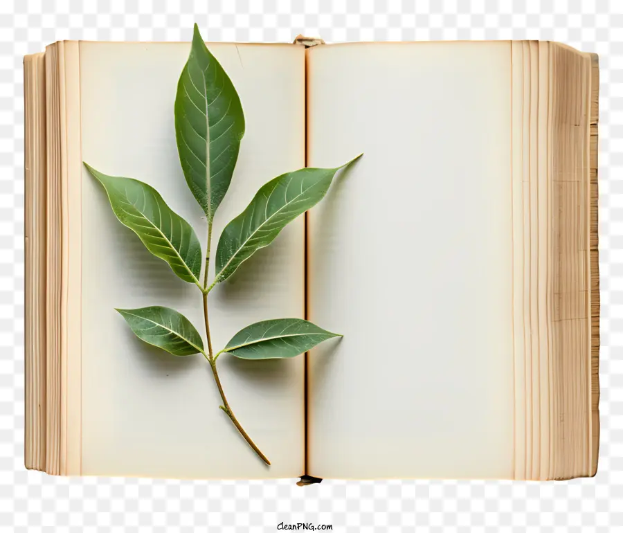 Libro Abierto，Hoja En Libro PNG