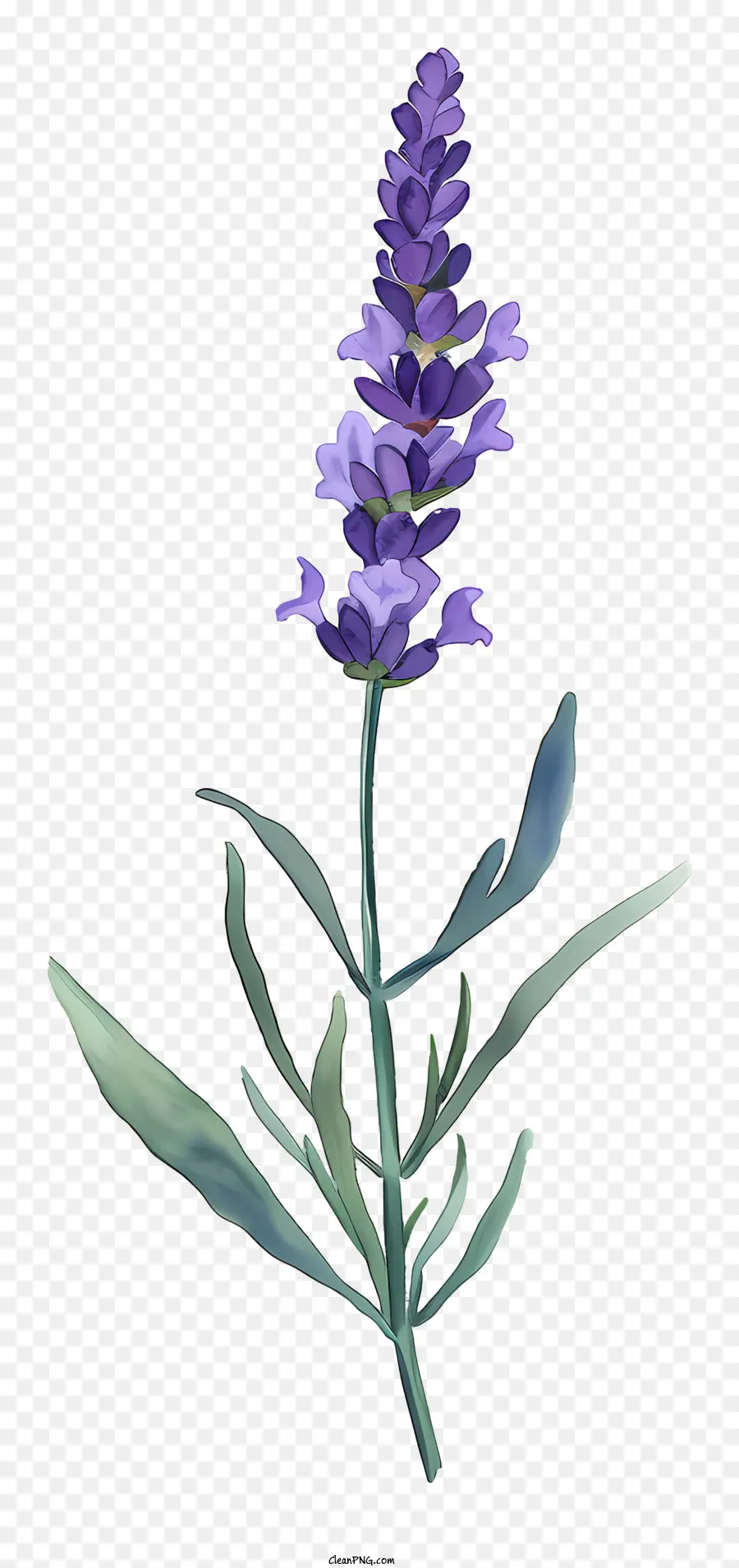 Lavanda，Planta PNG