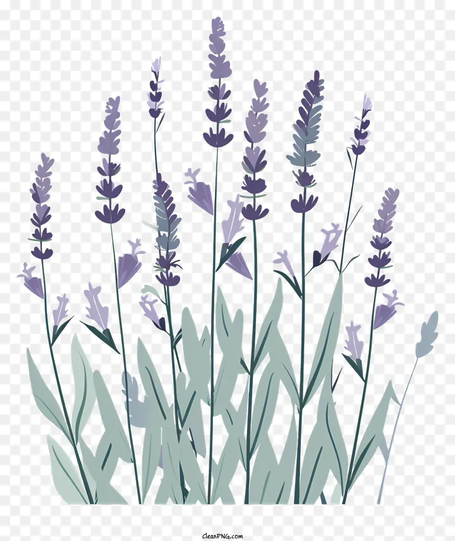 Lavanda，Silueta PNG