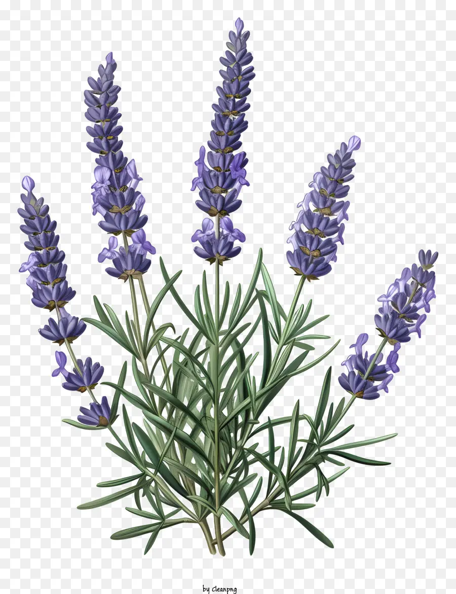 Lavanda，Familia Menta PNG