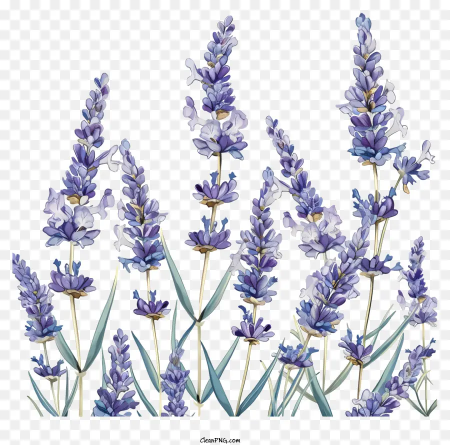 Lavanda Francesa，Inglés Lavanda PNG