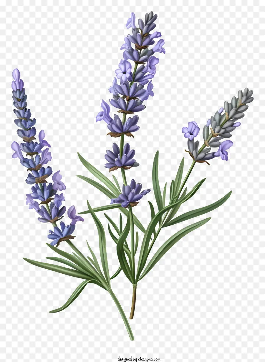 Lavanda，Hojas Verdes PNG