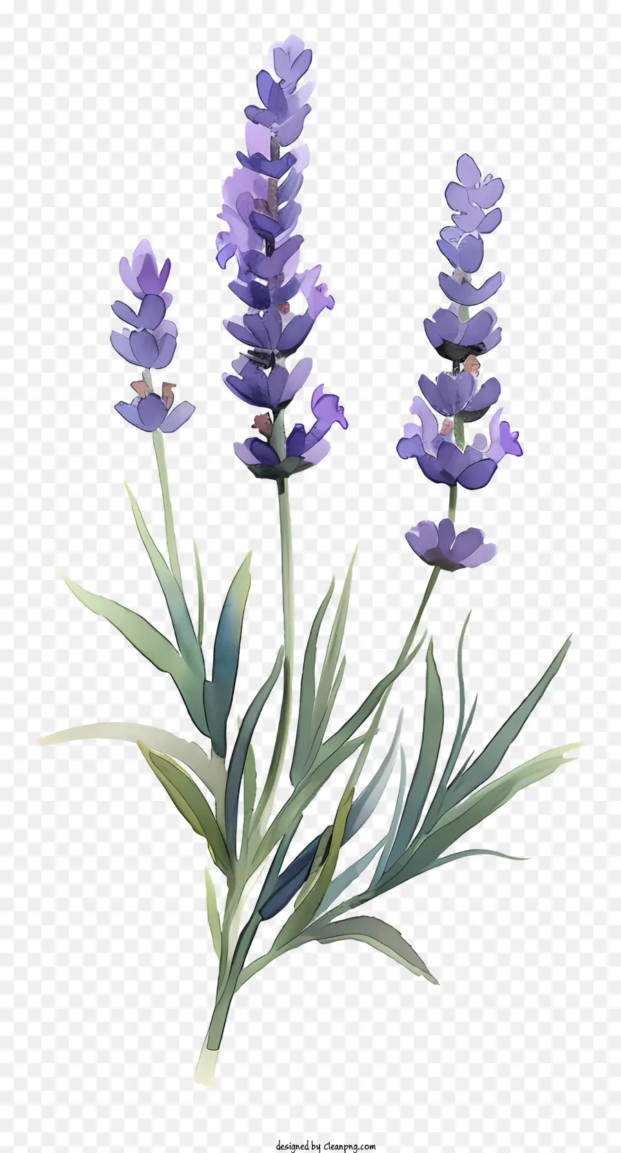 Lavanda，Florero PNG