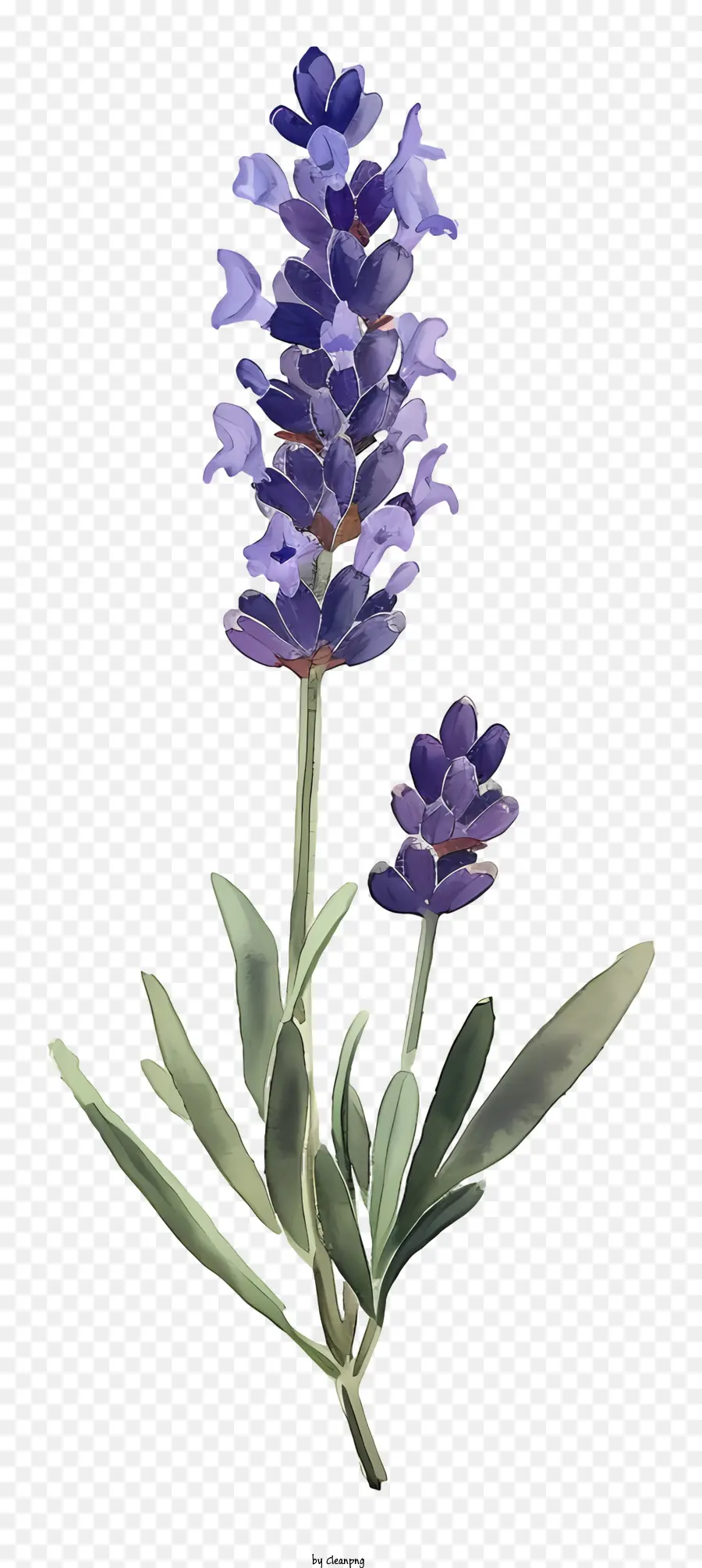 Lavanda，Flor Morada PNG