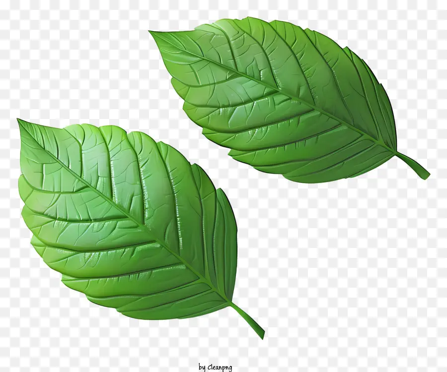 Verde Hoja，Hojas Verdes PNG