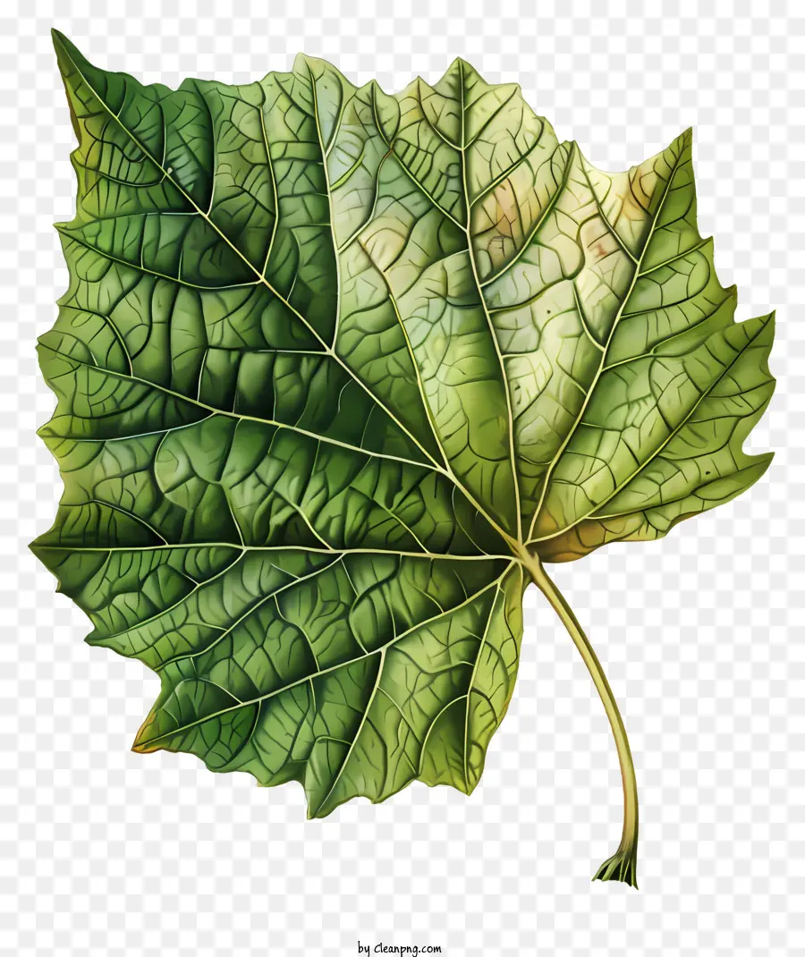 Verde Hoja，Hoja Sombreada PNG