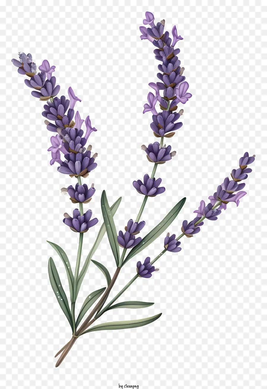 Lavanda，Lavanda Bush PNG