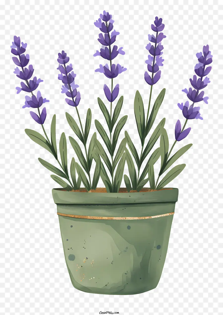 Lavanda En Bote，La Planta De La Lavanda PNG