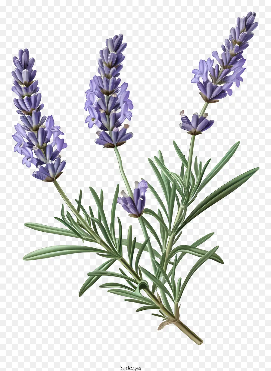 Lavanda，La Planta De La Lavanda PNG