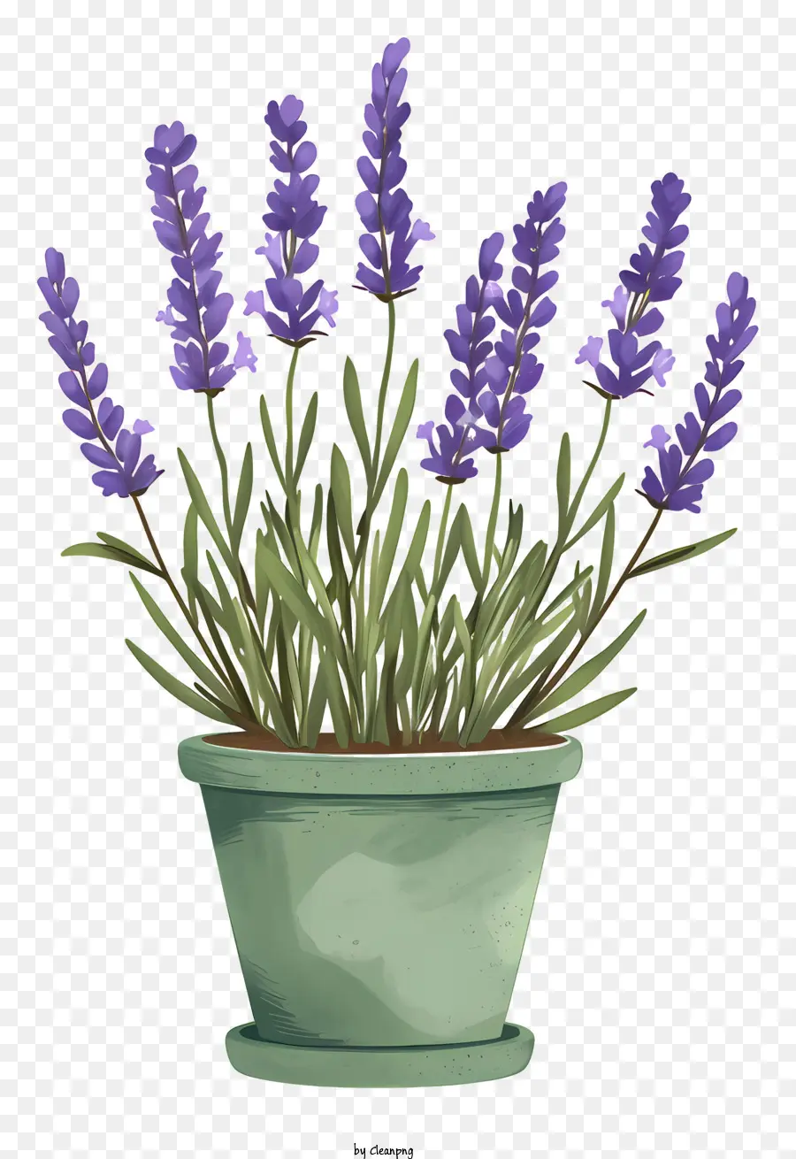 Lavanda En Maceta，Planta De Lavanda PNG