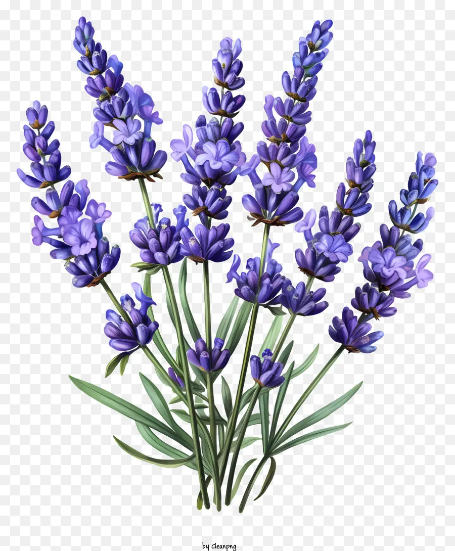 Lavanda，Las Flores De Lavanda PNG