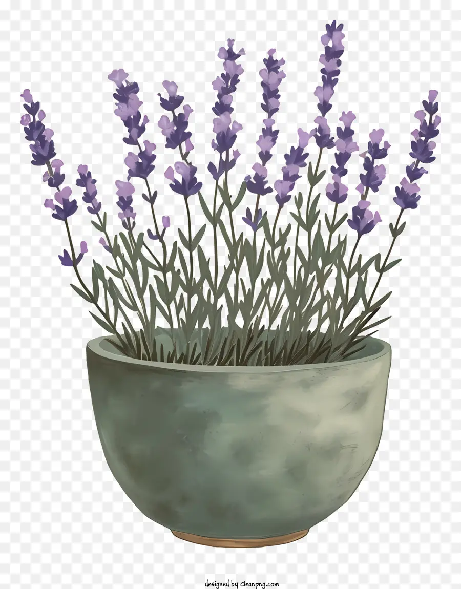 Lavanda En Bote，Ramo De Flores De Lavanda PNG