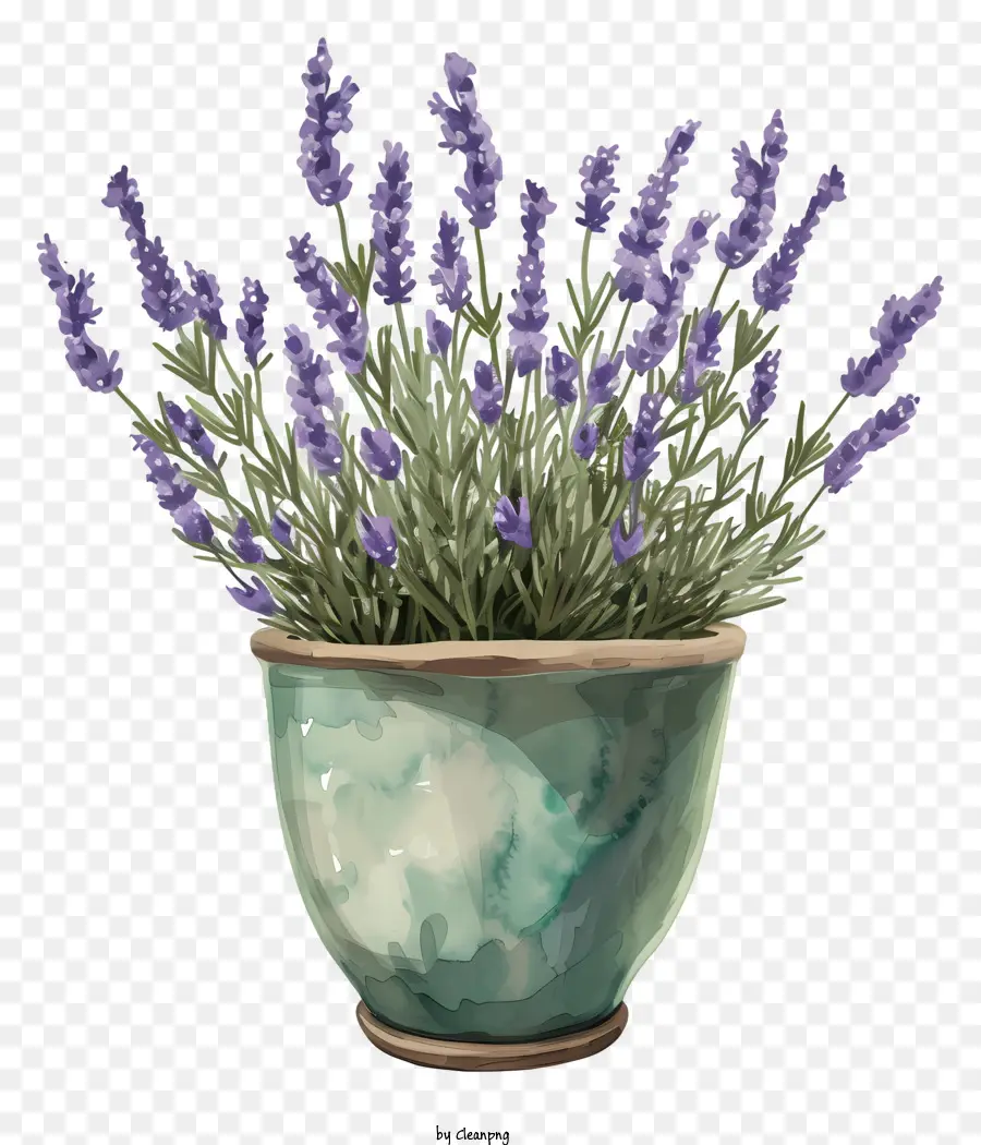 Lavanda En Bote，Florero PNG