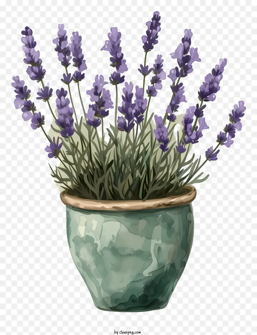 Lavanda En Bote，Pintura A La Acuarela PNG