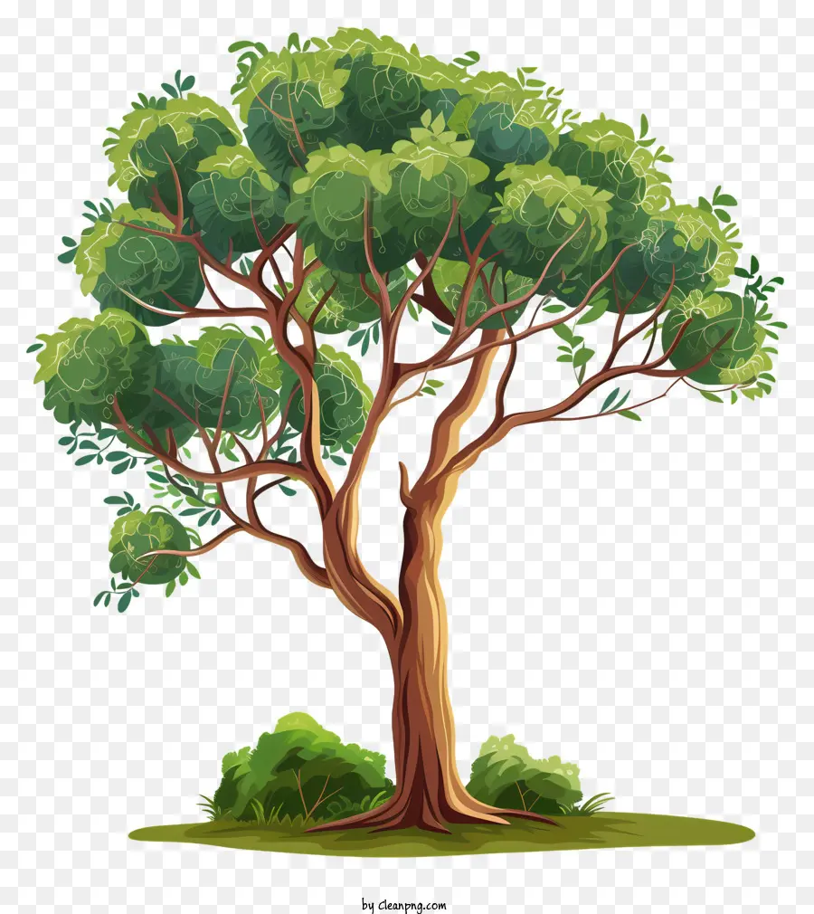 Árbol，árbol De Roble PNG