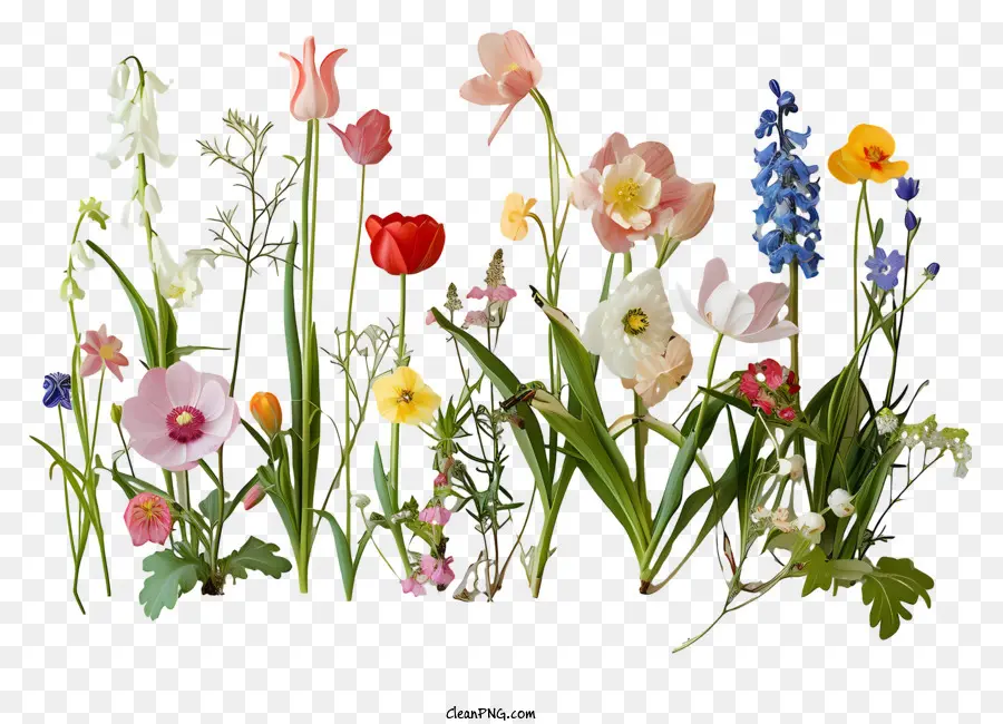 Las Flores De La Primavera，Los Tulipanes PNG