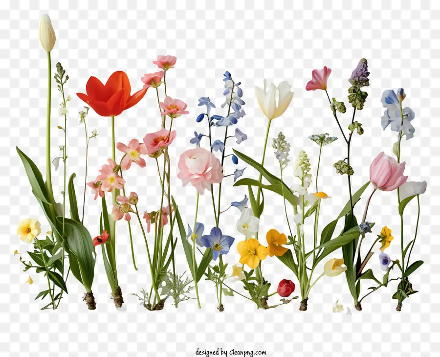 Las Flores De La Primavera，Flores De Colores PNG