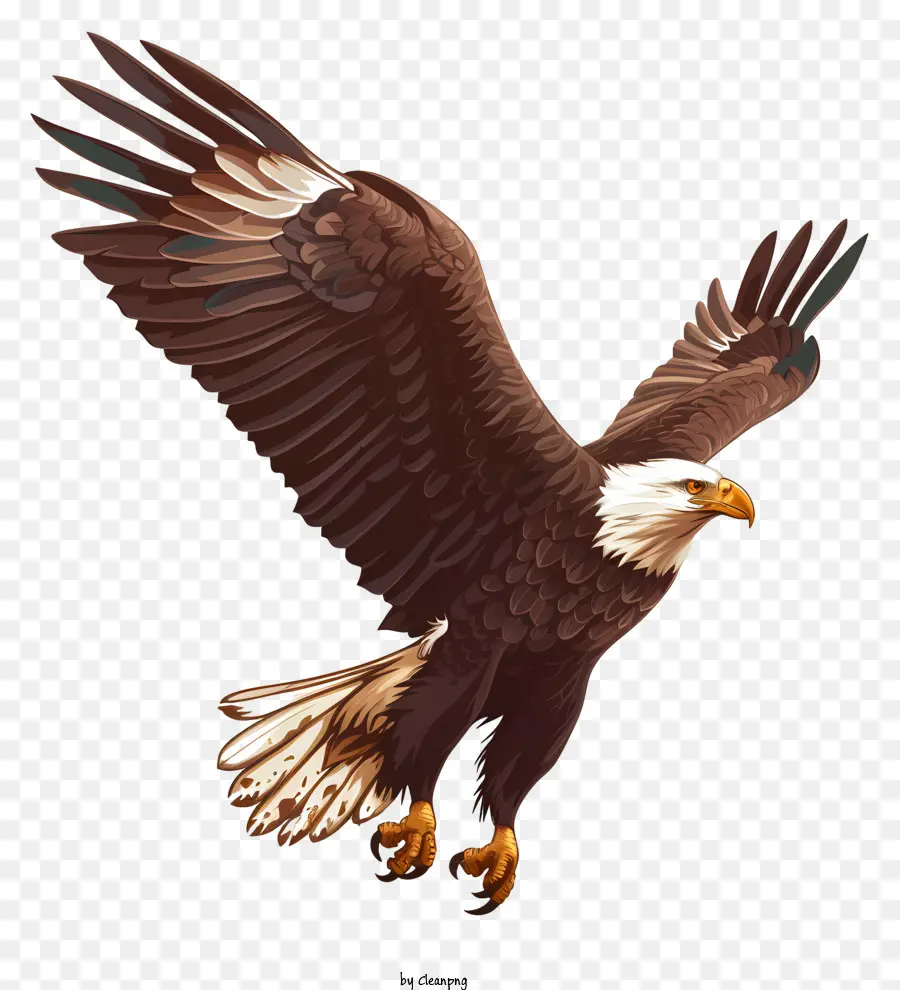 águila，águila Calva PNG