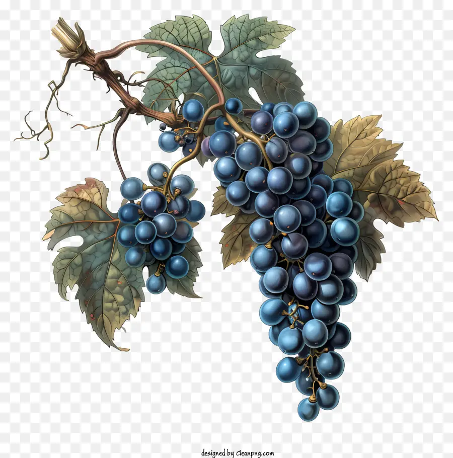 Uvas，Enredadera PNG