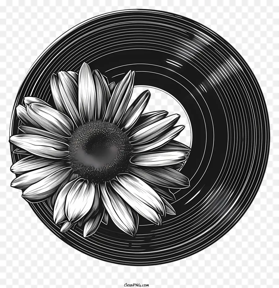 Disco De Vinilo，Disco De Vinilo Con Daisy PNG