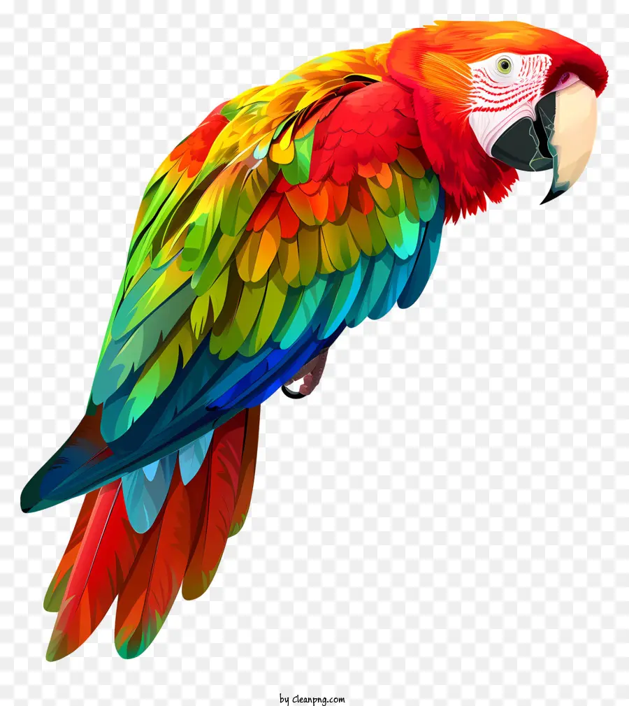 Guacamayo，Loro Arcoiris PNG