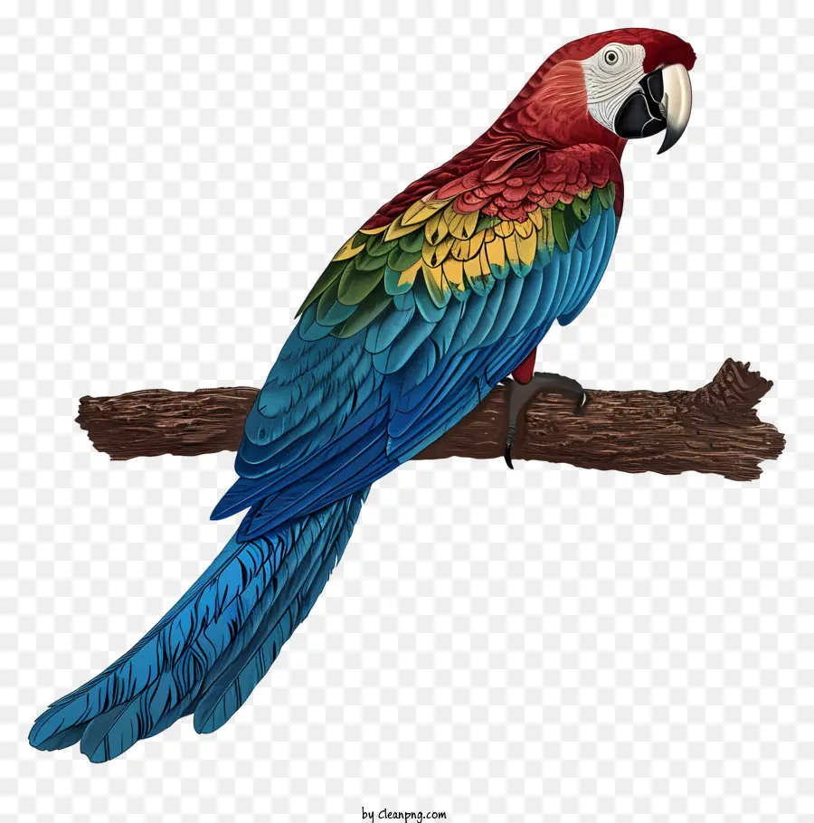 Guacamayo，Loro Colorido PNG