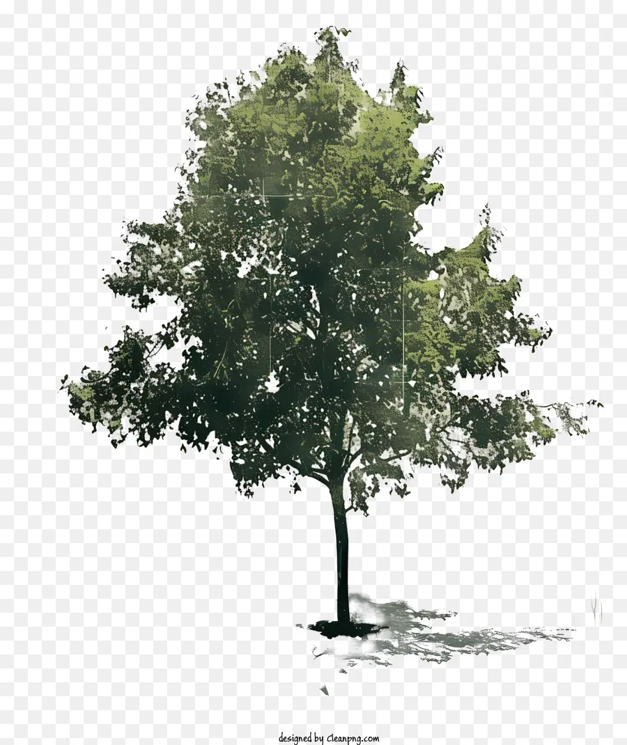 Arquitectura，Árbol PNG