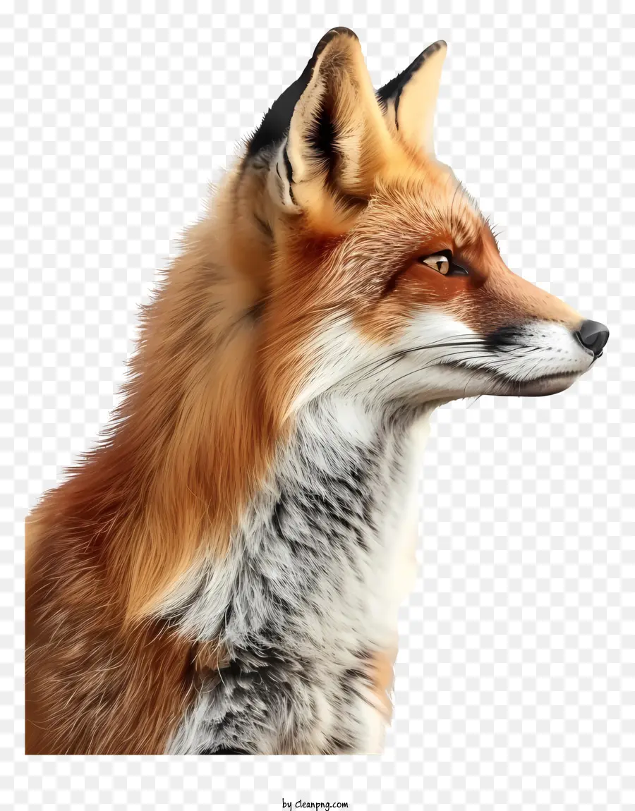 Zorro，Zorro Fennec PNG