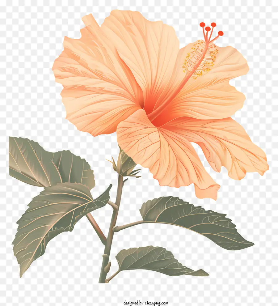 Flor De Hibisco，Florecer PNG