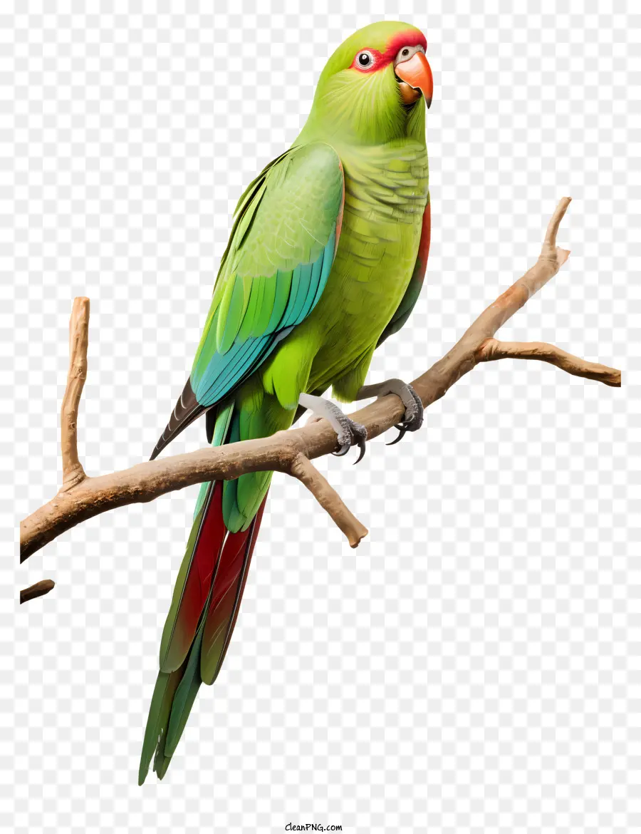 Pájaro，Loro PNG