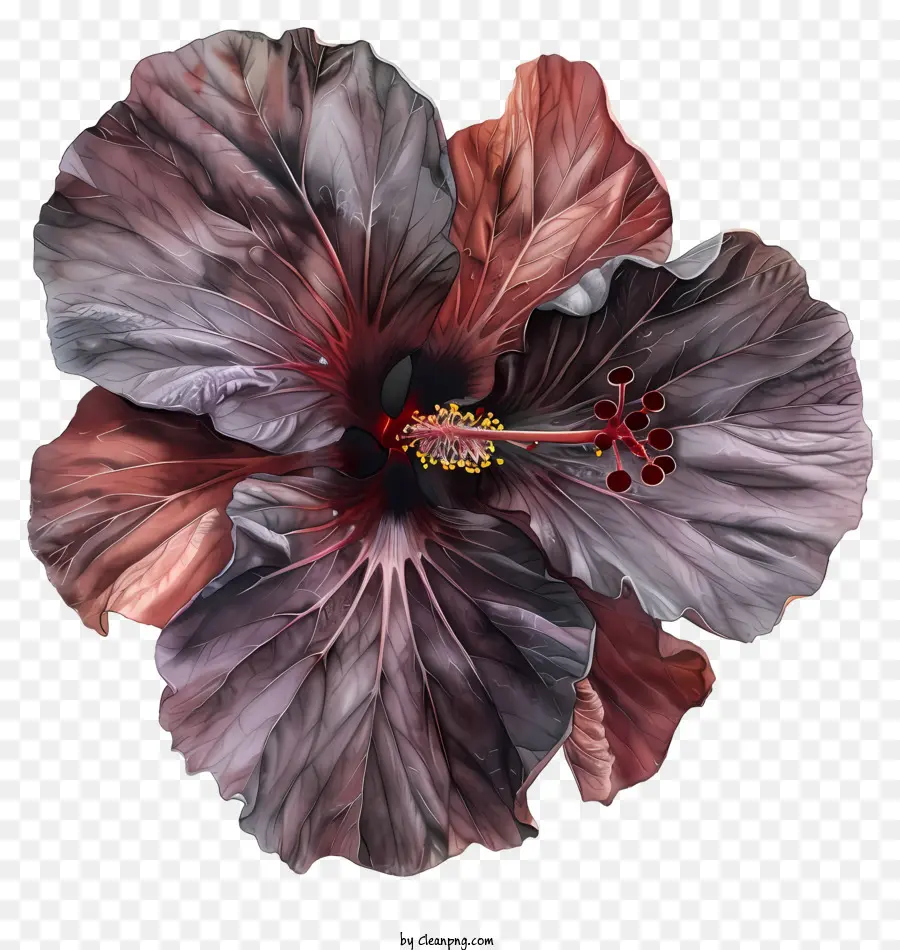 Flor De Hibisco，Flor De Hibisco Púrpura PNG