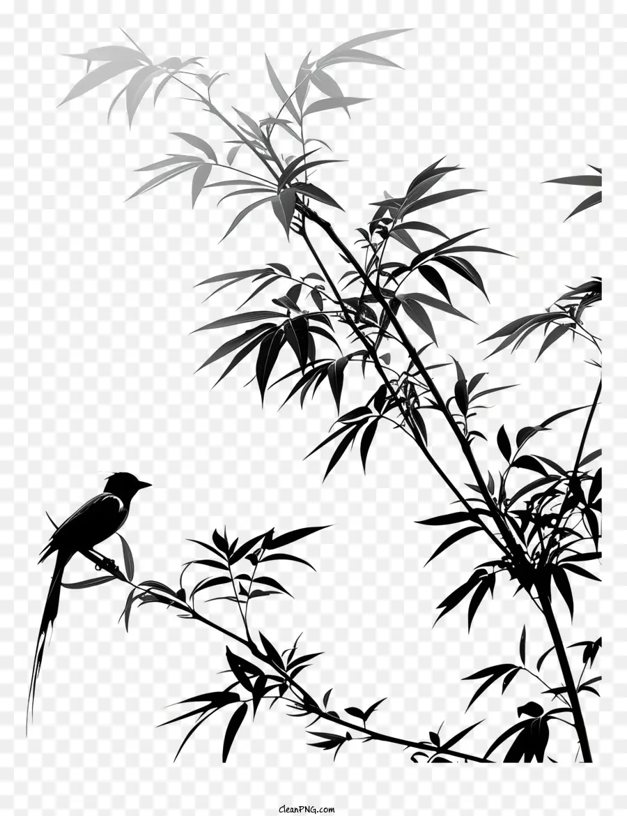 Aves，Planta PNG