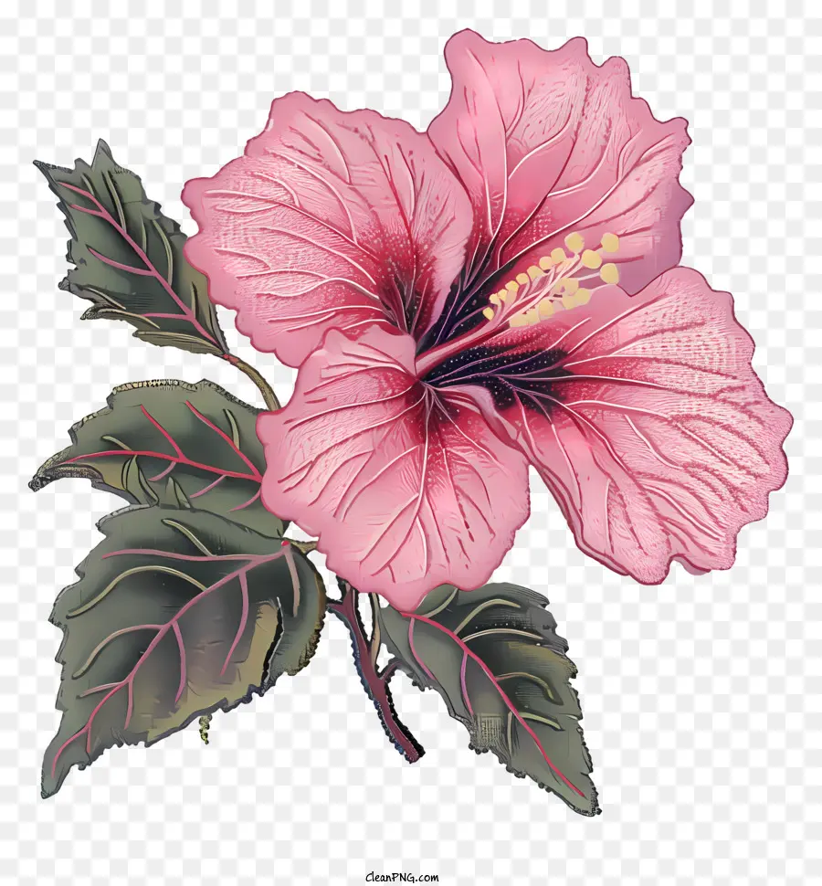 Flor De Hibisco，Flor De Hibisco Rosa PNG