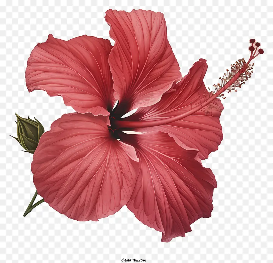 Flor De Hibisco，Flor De Hibisco Rosa PNG