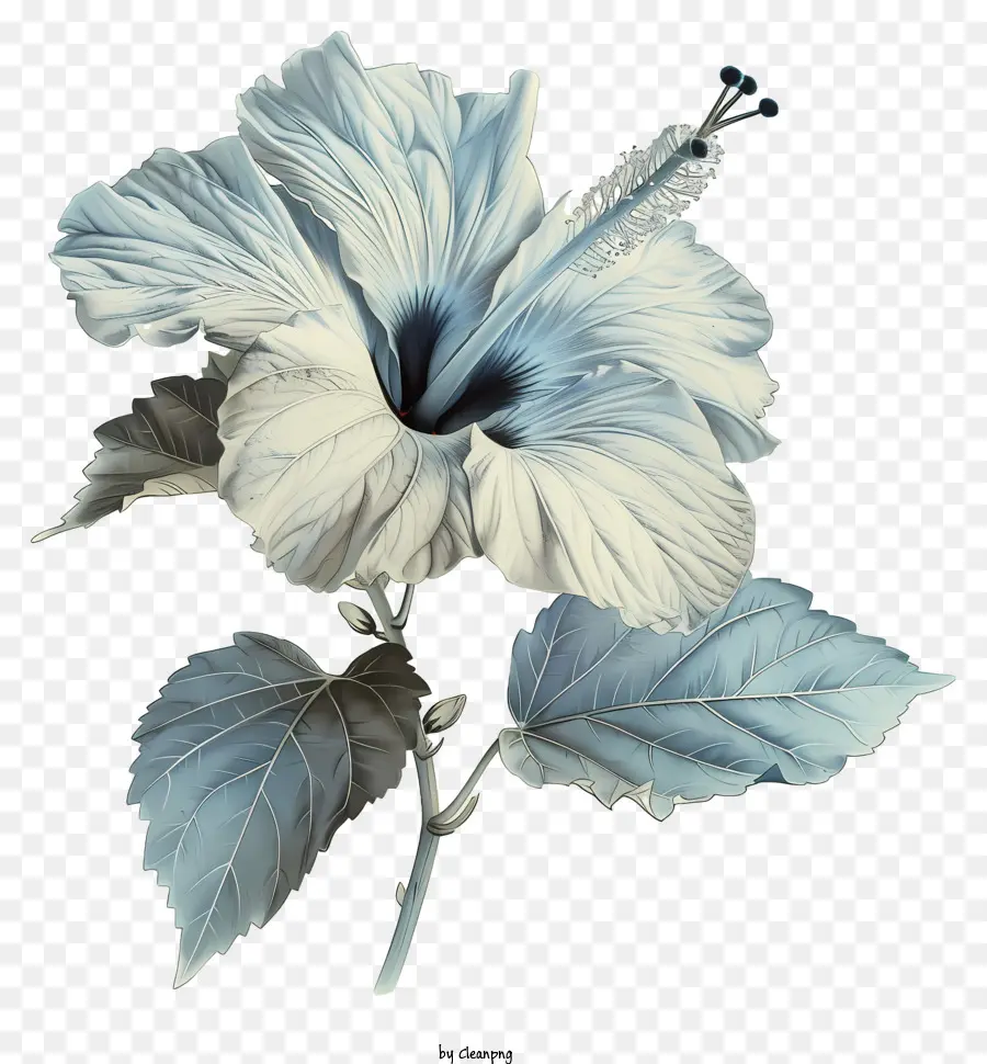 Flor De Hibisco，Hibisco Blanco PNG