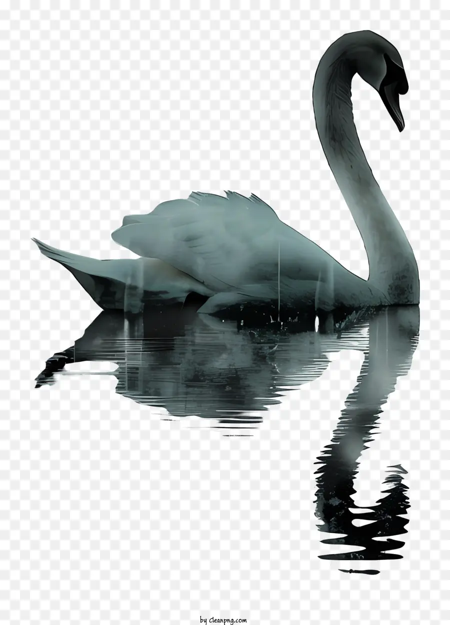 Swan，La Reflexión PNG