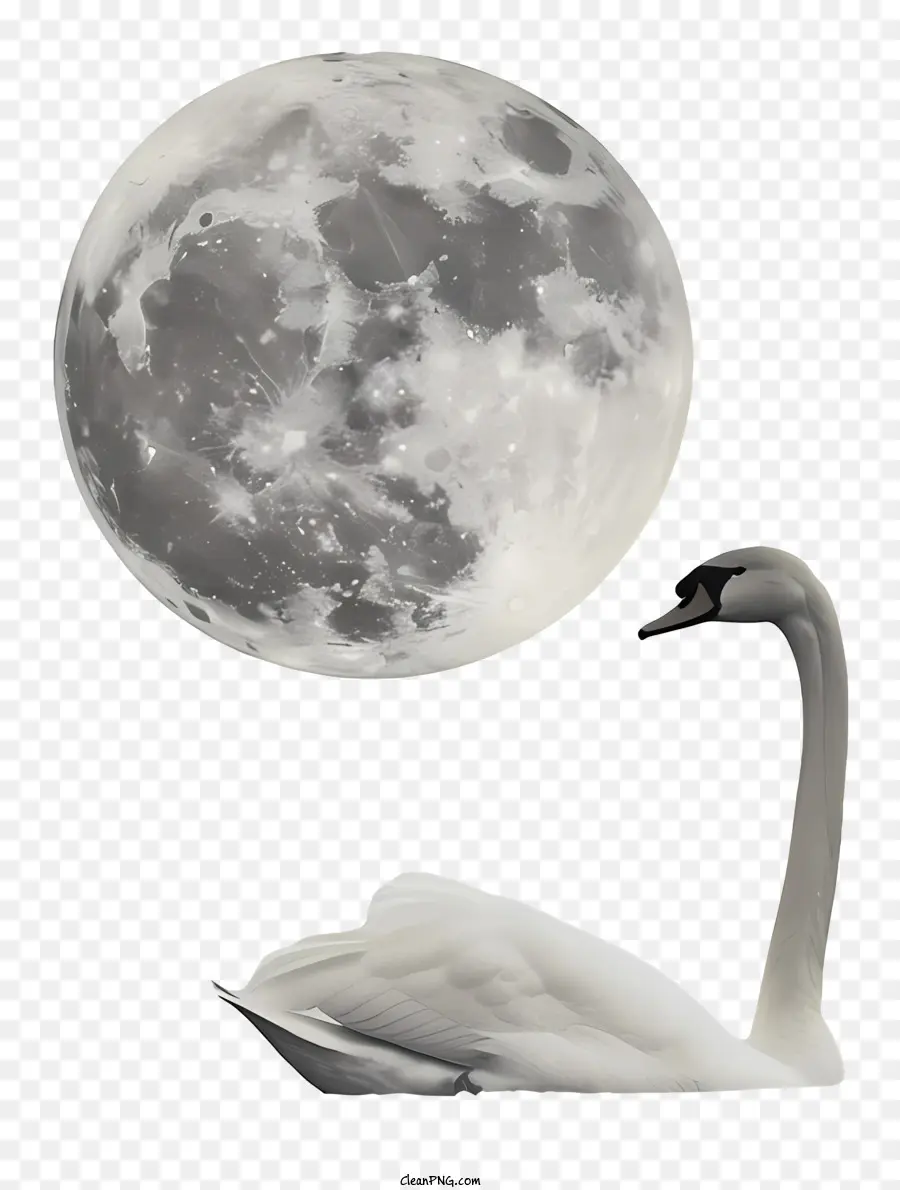 Swan，Cuerpo De Agua PNG