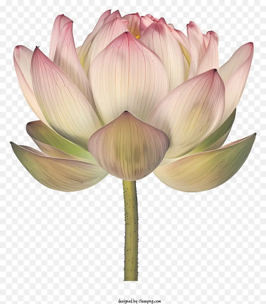 Flor De Loto，Loto De Color Rosa PNG