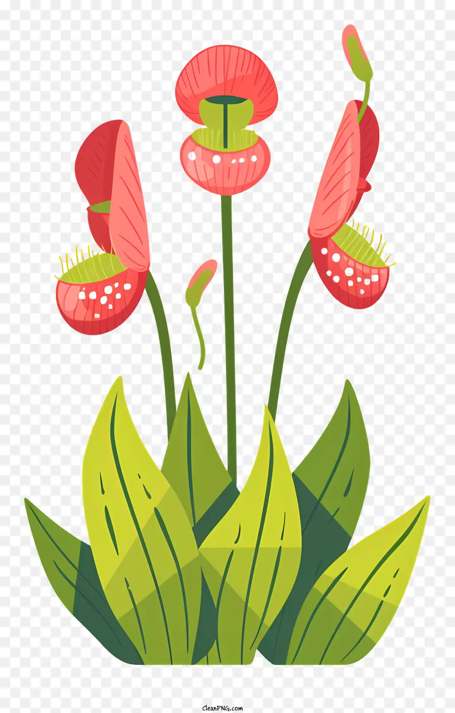 Planta Carnívora，Flores Rojas PNG