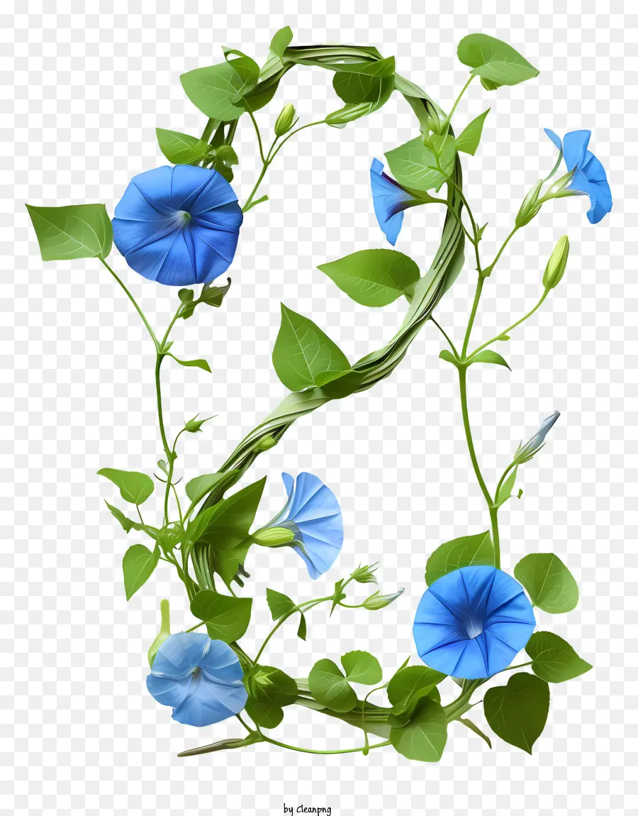 Flores Numero 2，Numero Ocho PNG